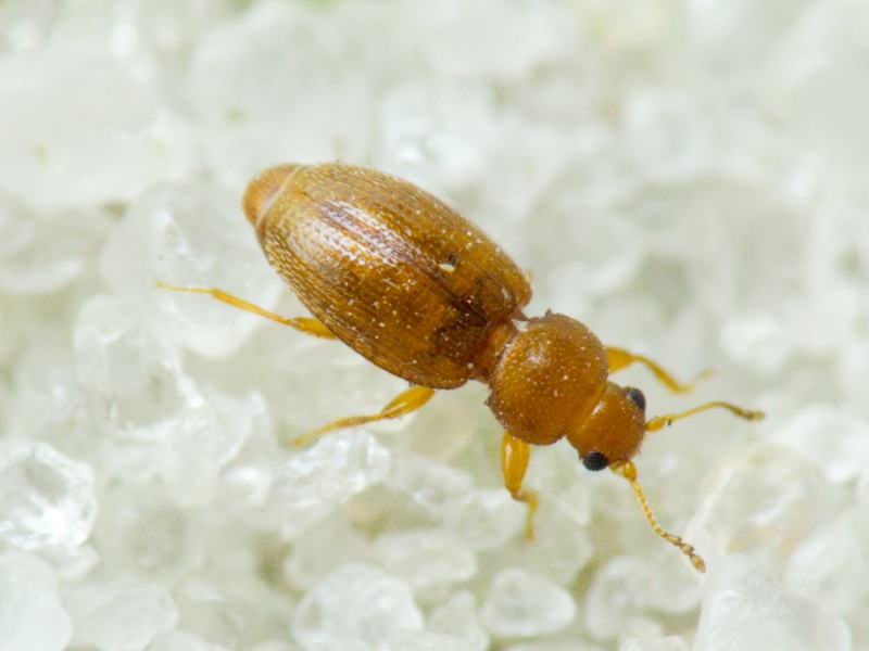 Corticarina truncatella (Mannerheim, 1844)